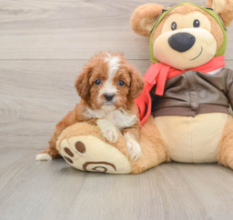 6 week old Cavapoo Puppy For Sale - Premier Pups