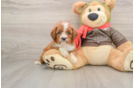 Cavapoo Puppy for Adoption