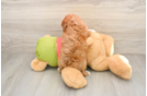 Cavapoo Pup Being Cute