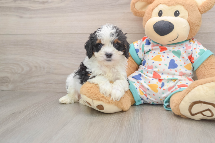 Cute Cavapoo Baby
