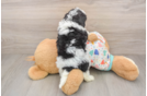 Sweet Cavapoo Baby