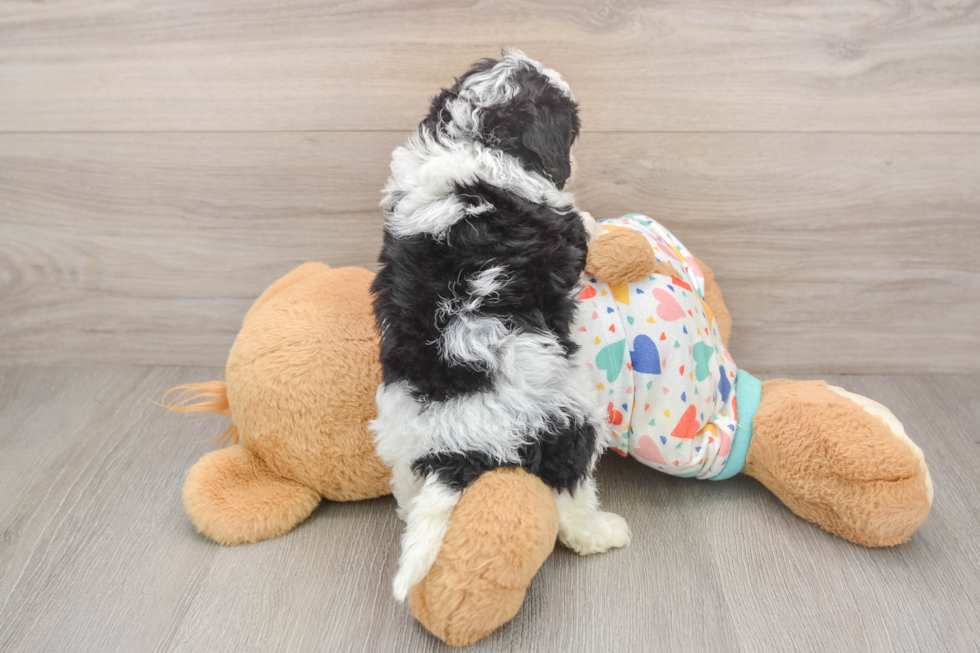 Sweet Cavapoo Baby