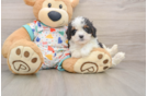 Little Cavipoo Poodle Mix Puppy