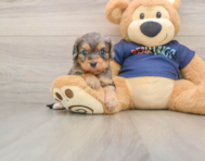 8 week old Cavapoo Puppy For Sale - Premier Pups
