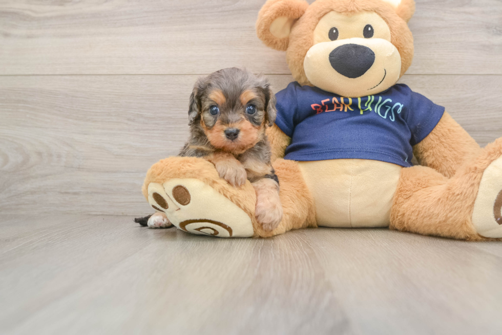 Little Cavipoo Poodle Mix Puppy