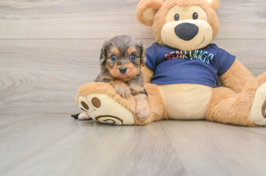Little Cavipoo Poodle Mix Puppy