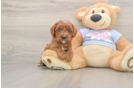 Cavapoo Puppy for Adoption