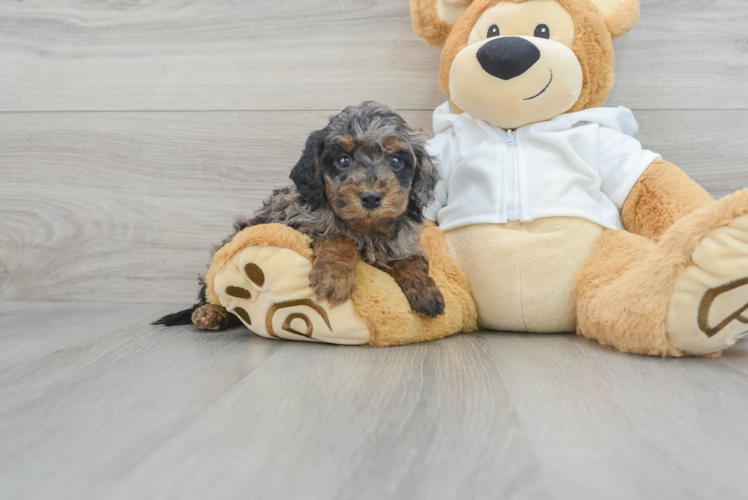 Cavapoo Pup Being Cute