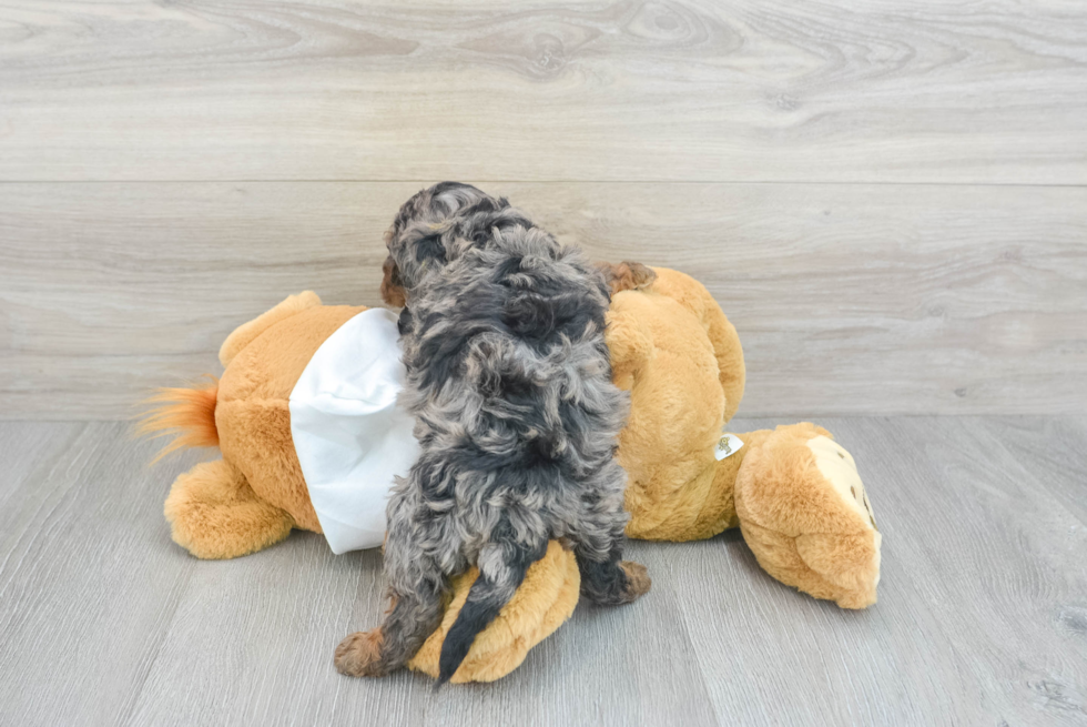 Cavapoo Puppy for Adoption