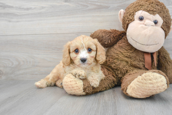 Energetic Cavoodle Poodle Mix Puppy