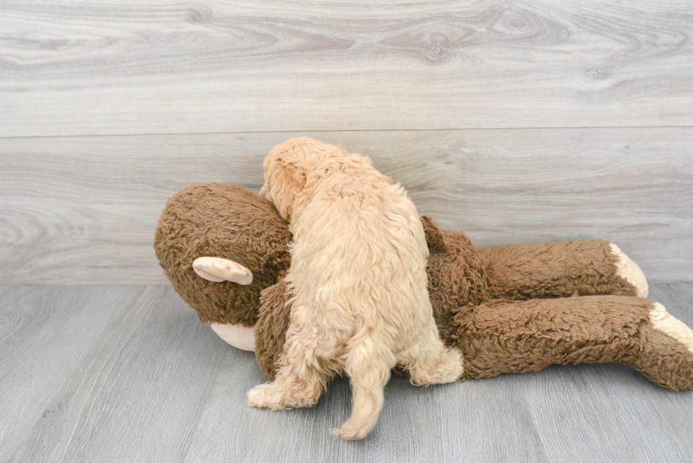 Playful Cavoodle Poodle Mix Puppy