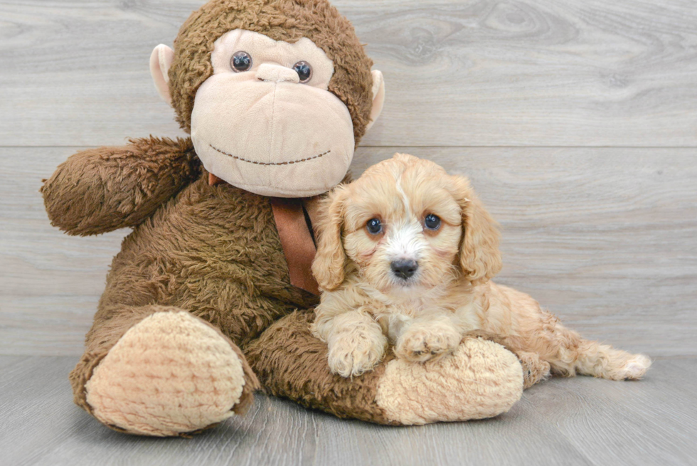 Cute Cavapoo Baby