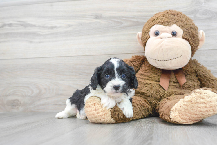 Petite Cavapoo Poodle Mix Pup