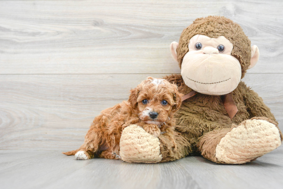 Cavapoo Puppy for Adoption