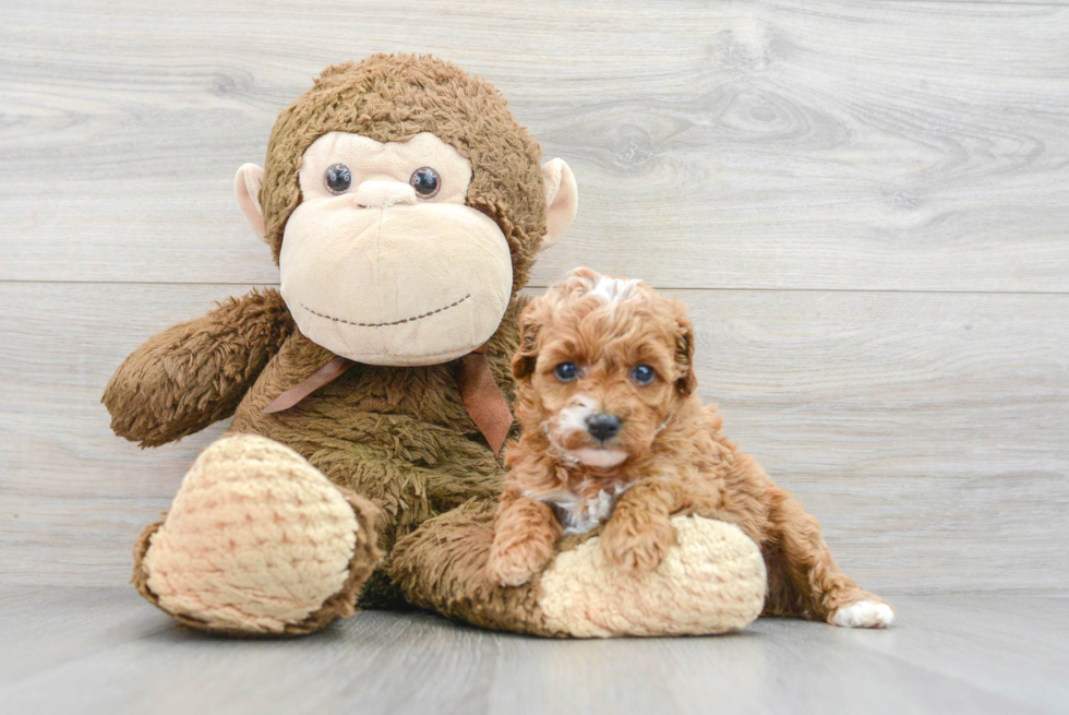 Cavapoo Puppy for Adoption