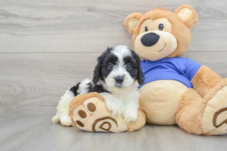 Cavapoo Puppy for Adoption