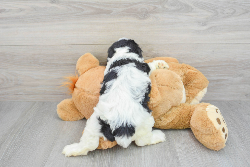 Cavapoo Puppy for Adoption