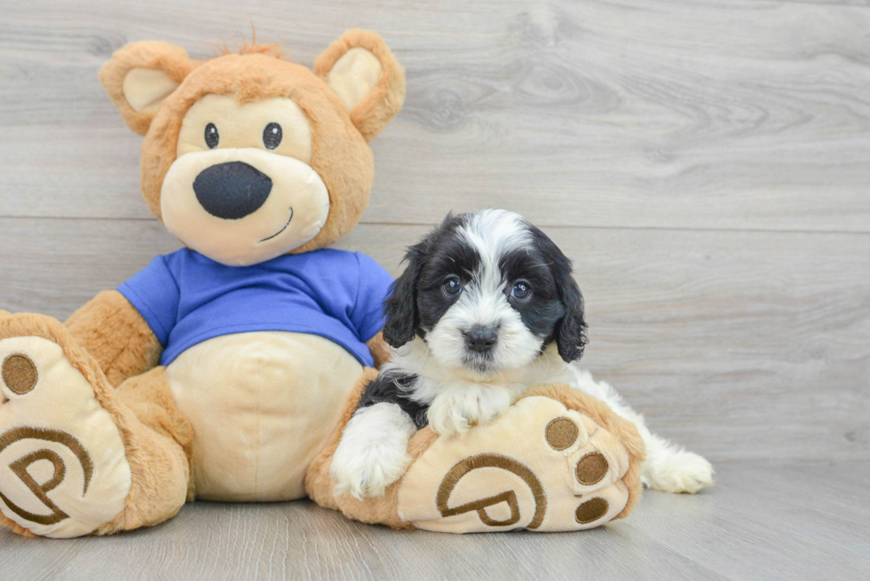 Energetic Cavoodle Poodle Mix Puppy