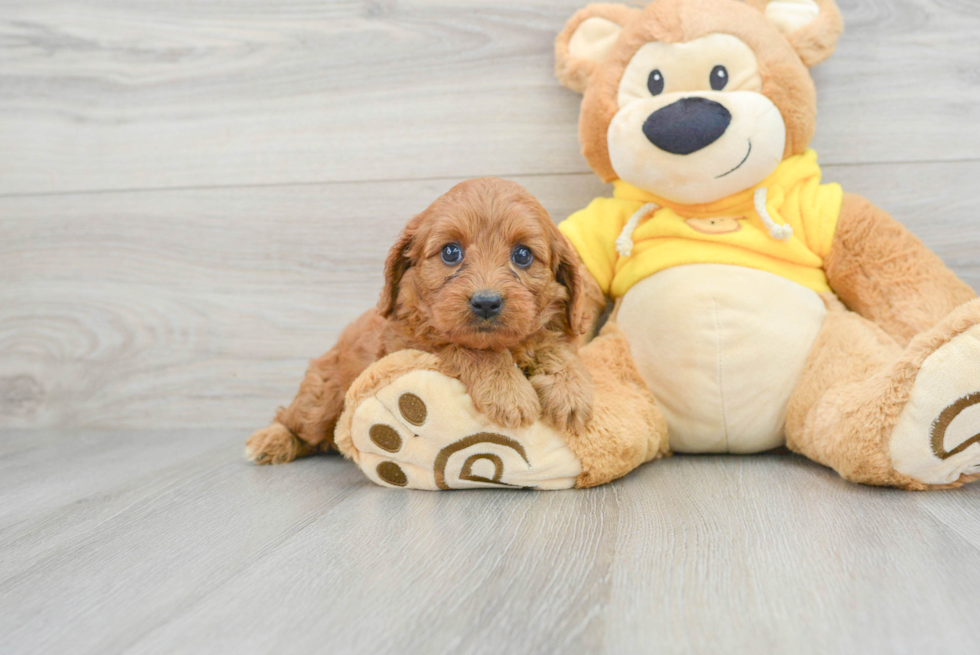 Cavapoo Pup Being Cute