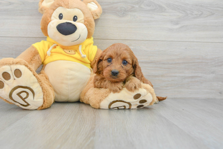 Funny Cavapoo Poodle Mix Pup