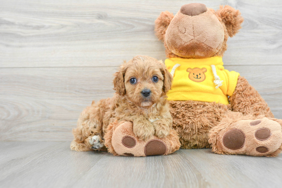 Playful Cavoodle Poodle Mix Puppy