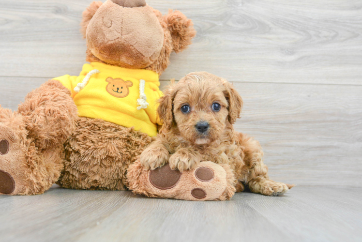 Cavapoo Pup Being Cute