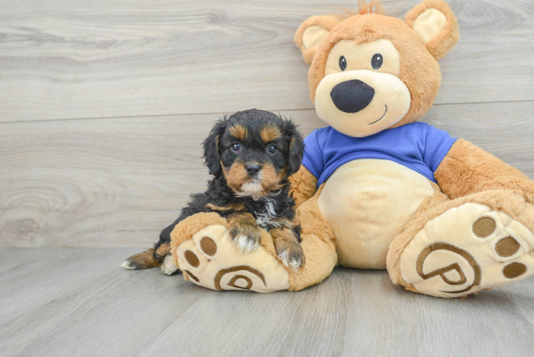 Hypoallergenic Cavoodle Poodle Mix Puppy