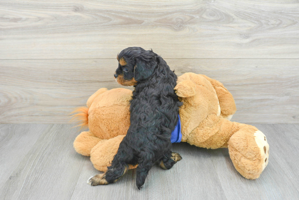 Cavapoo Puppy for Adoption