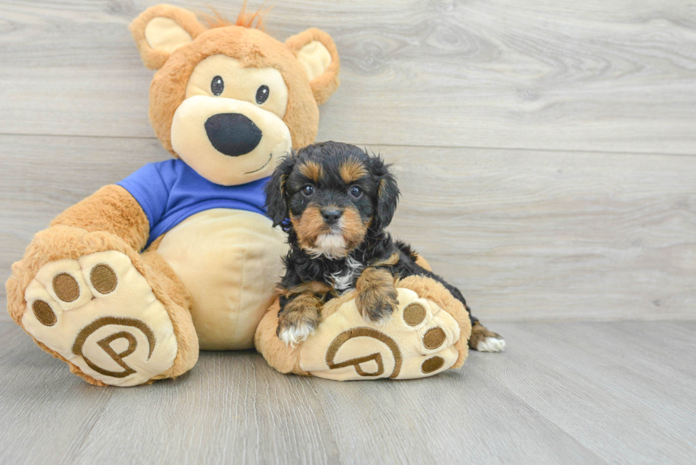Cavapoo Pup Being Cute