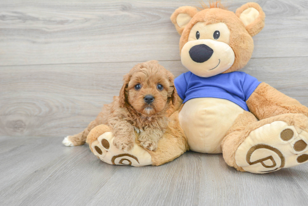 Little Cavoodle Poodle Mix Puppy