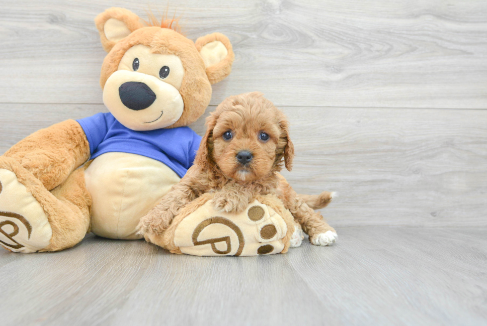Cavapoo Pup Being Cute