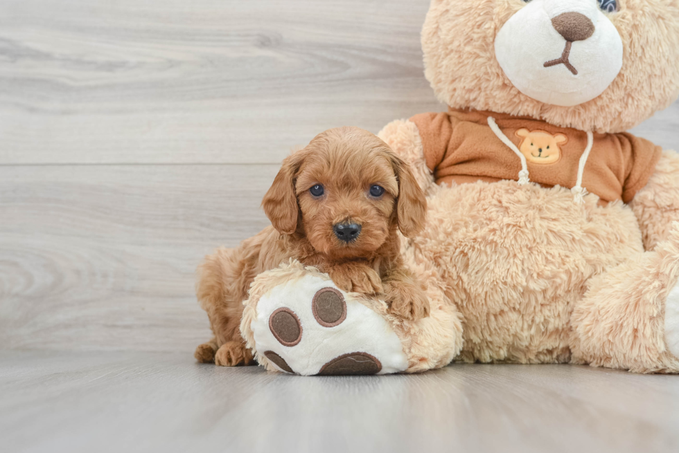Best Cavapoo Baby