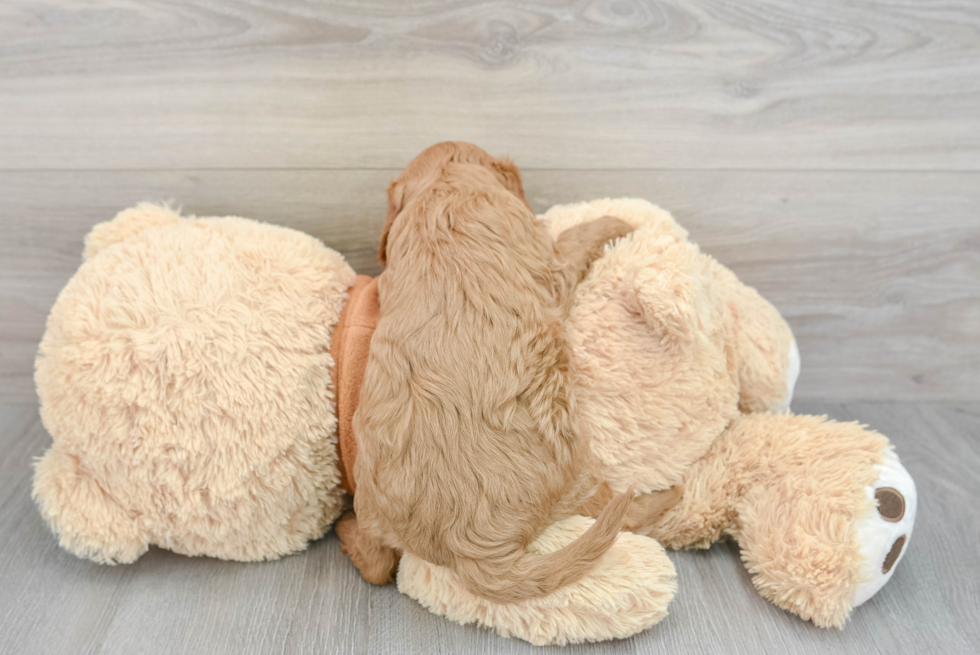 Cavapoo Puppy for Adoption