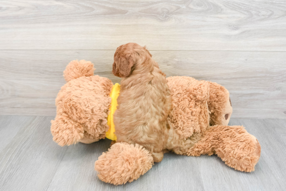 Friendly Cavapoo Baby