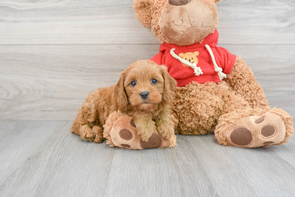 Cavapoo Puppy for Adoption