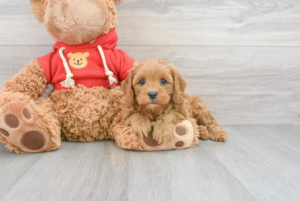 Best Cavapoo Baby