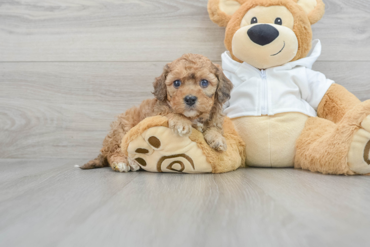 Small Cavapoo Baby