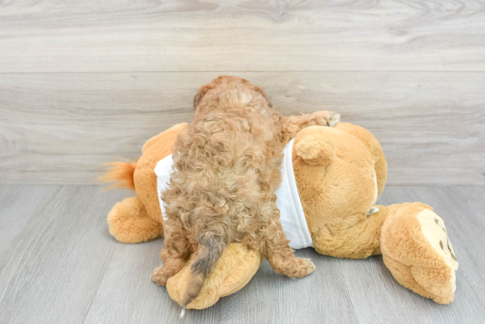 Fluffy Cavapoo Poodle Mix Pup