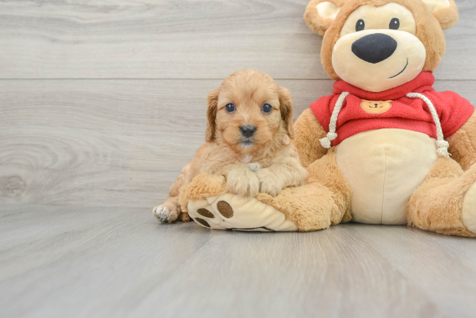 Little Cavoodle Poodle Mix Puppy