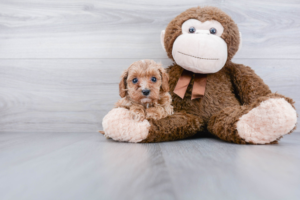 Cavapoo Puppy for Adoption