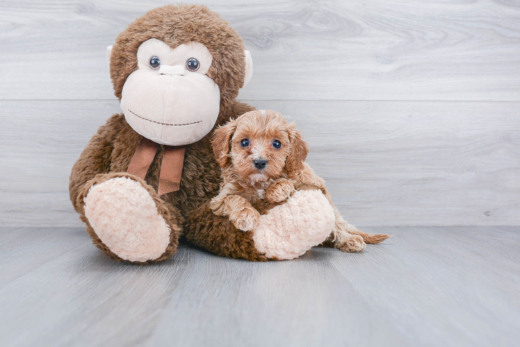 Cavapoo Pup Being Cute