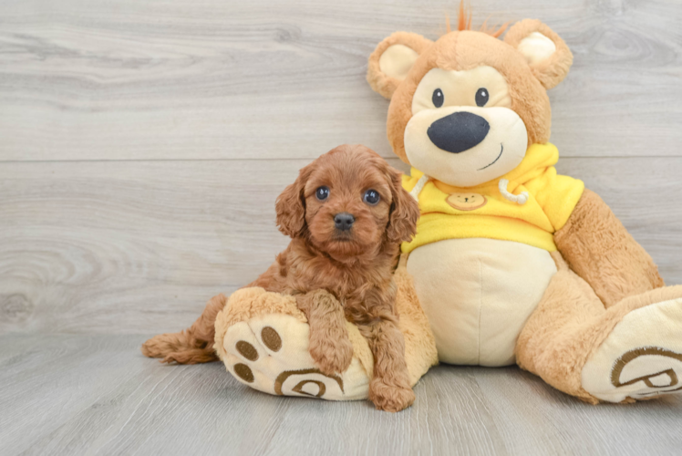 Cavapoo Puppy for Adoption