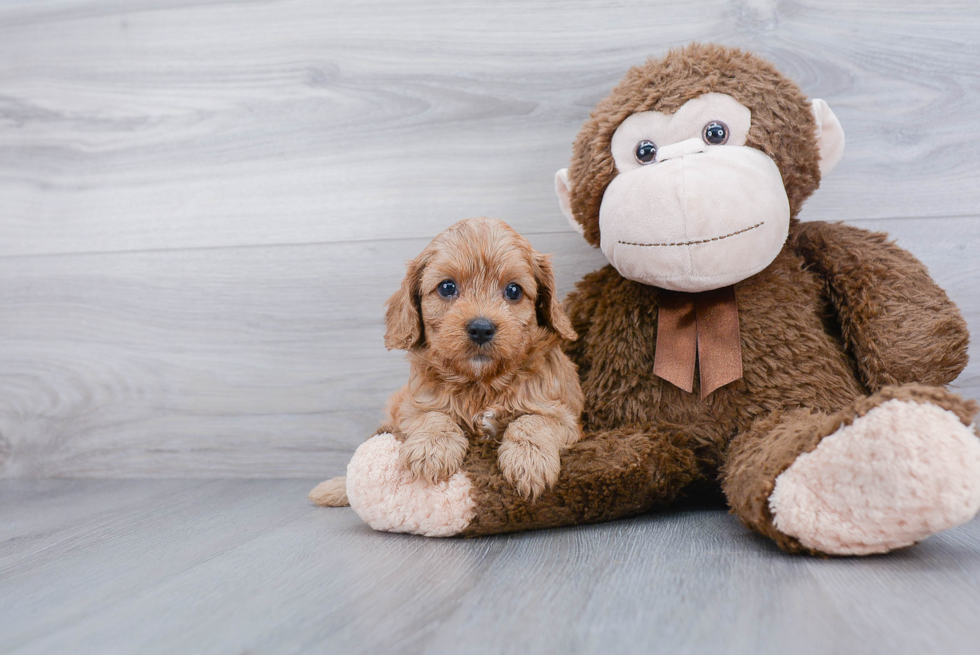 Cavapoo Puppy for Adoption