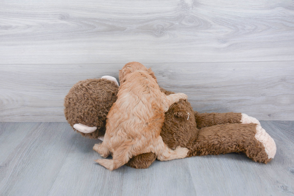 Cavapoo Pup Being Cute