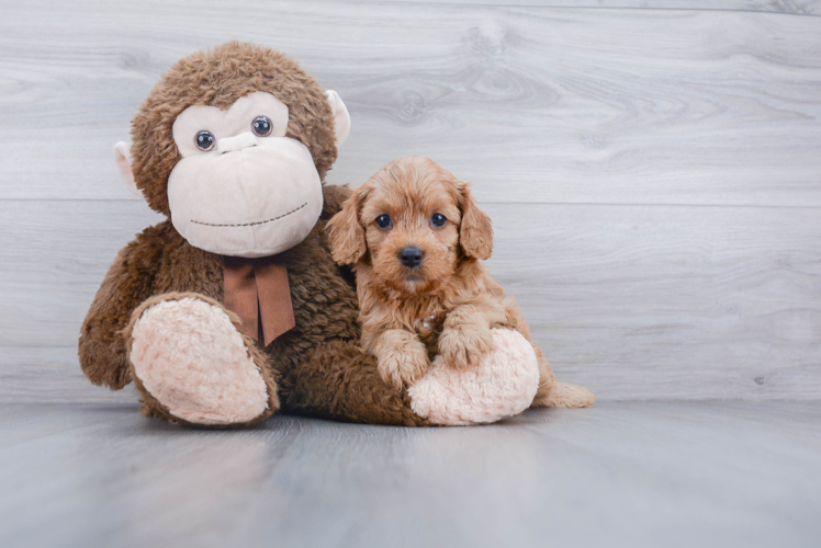 Cavapoo Puppy for Adoption