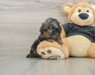 8 week old Cavapoo Puppy For Sale - Premier Pups