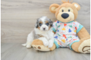 Funny Cavapoo Poodle Mix Pup