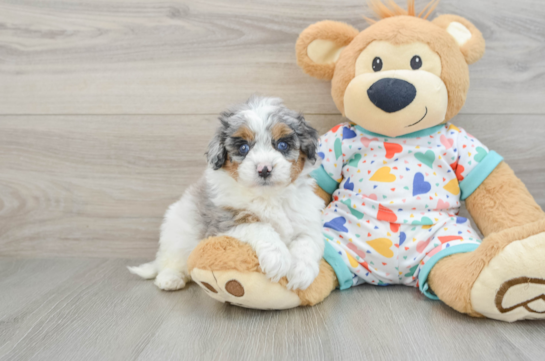 Funny Cavapoo Poodle Mix Pup