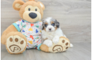 Hypoallergenic Cavadoodle Poodle Mix Puppy