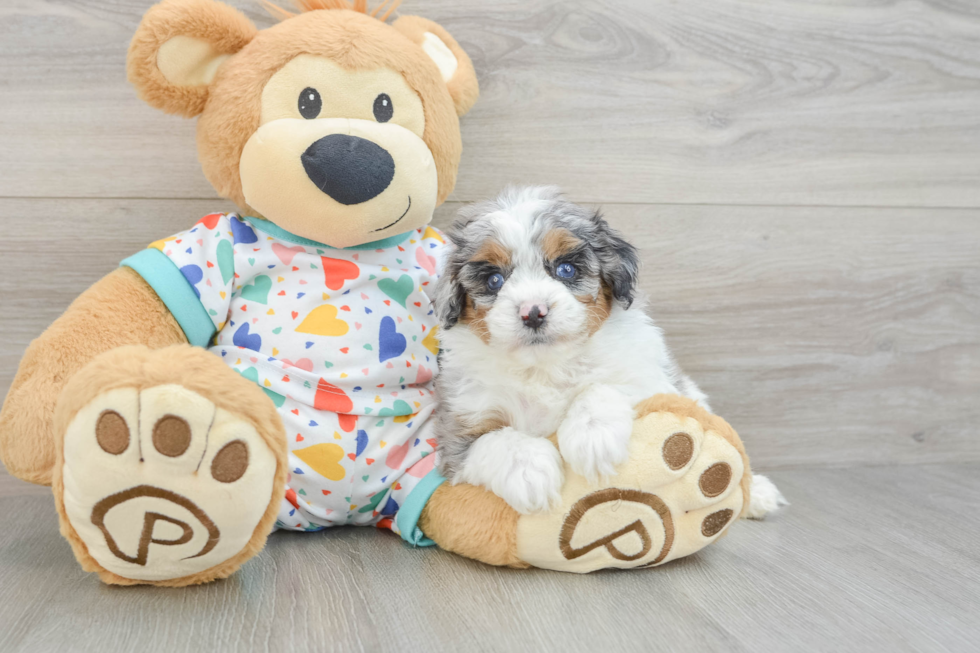 Hypoallergenic Cavadoodle Poodle Mix Puppy